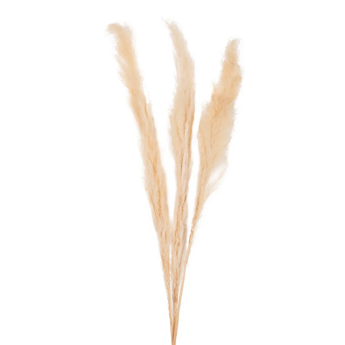 Bimë Dekorative të Thara Reed HM7961 – 3 Copë, Ngjyrë E Bardhë, 140H cm